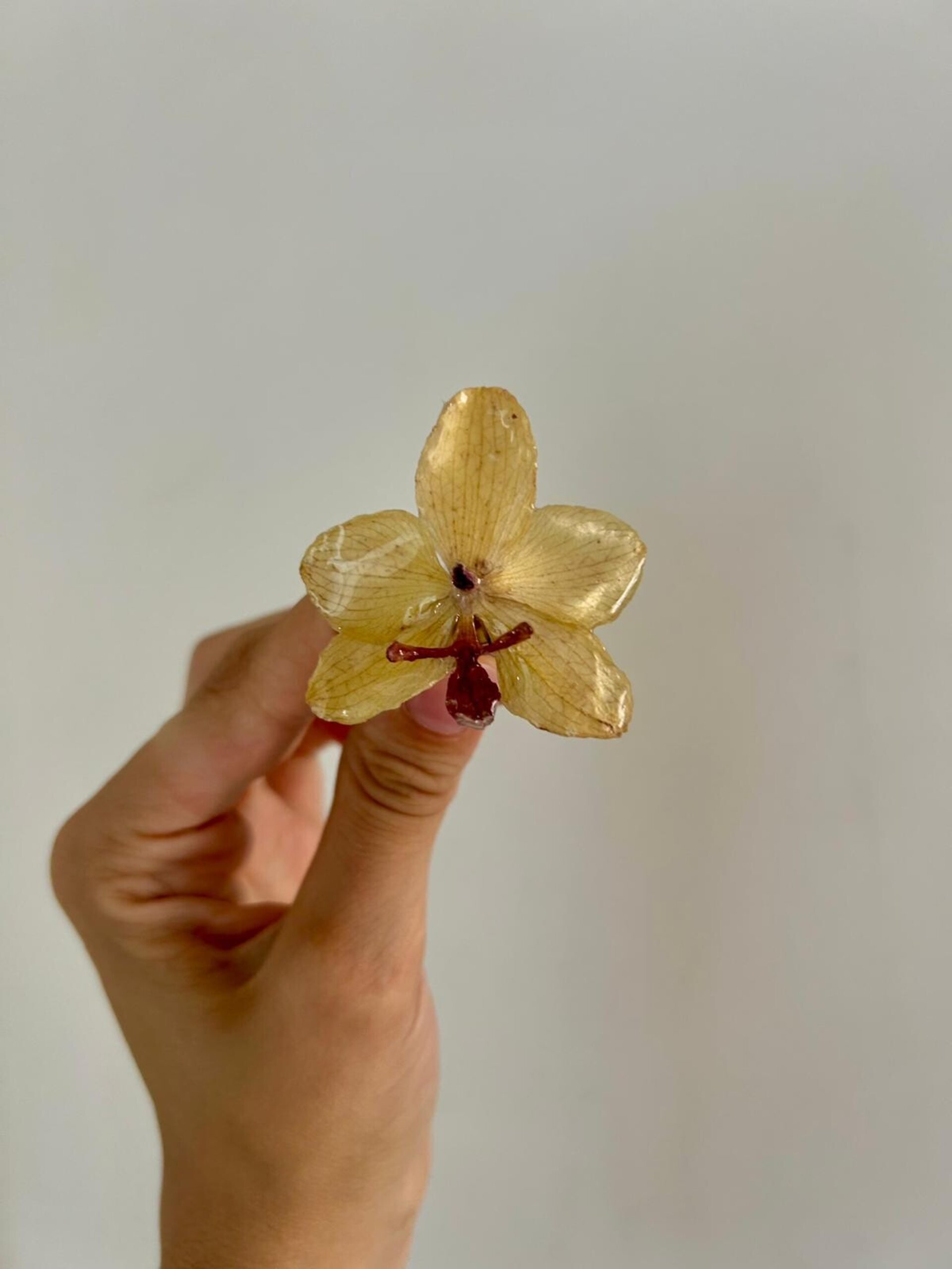 Anillo Orquidea Butter Yellow 🧈 - 1