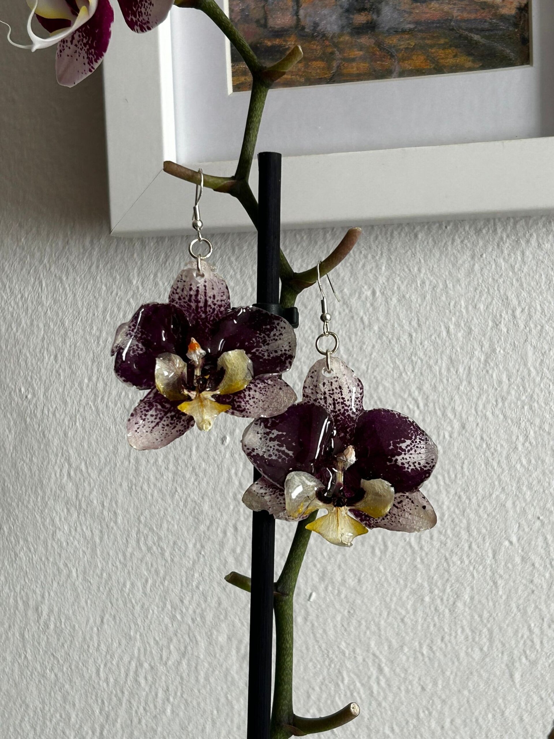 Mini Orquídeas Julia 🌸 - 1
