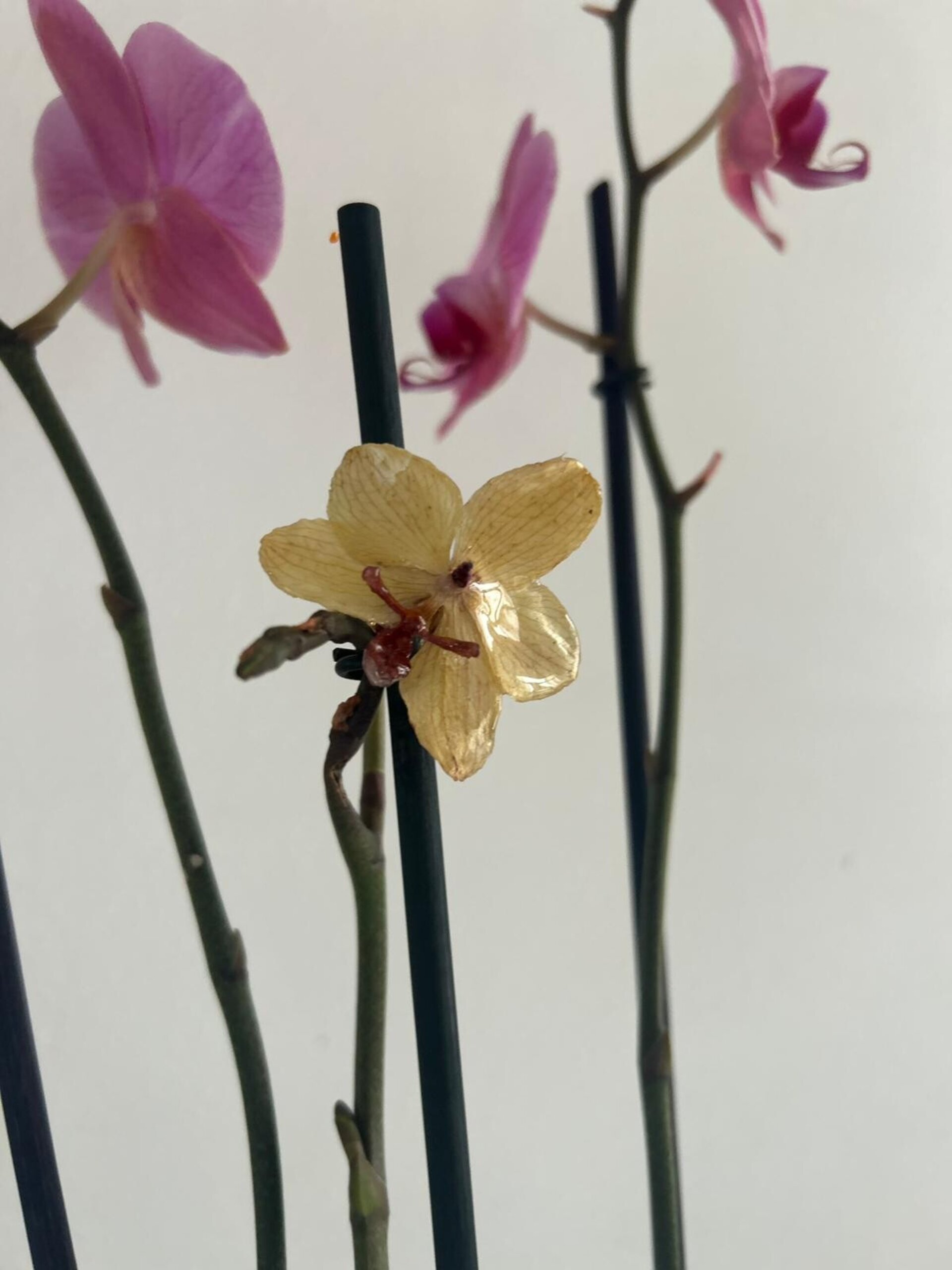 Anillo Orquidea Butter Yellow 🧈 - 3