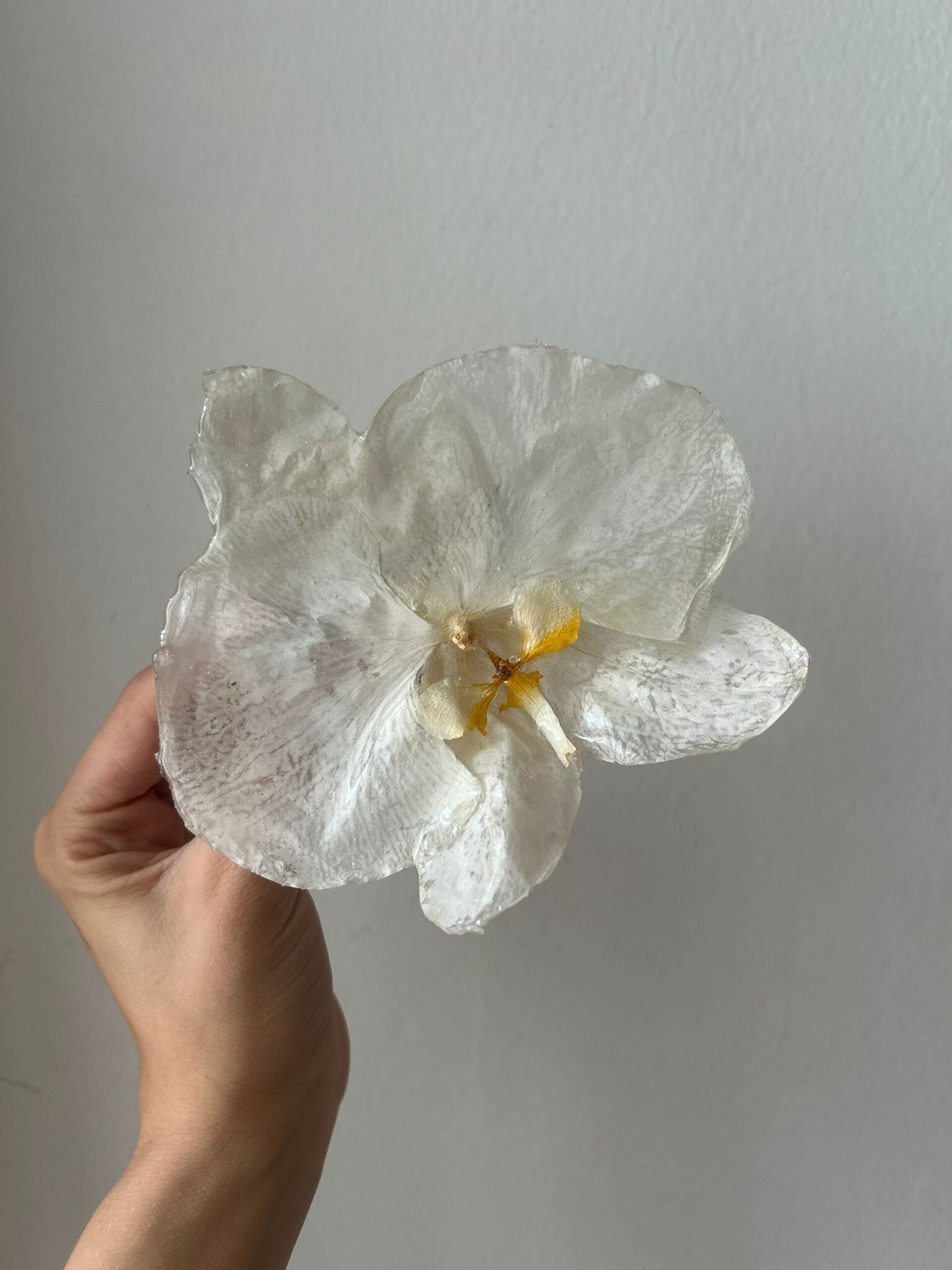 Carrie 💖  - Hebilla Orquídea Blanca XXL - 3