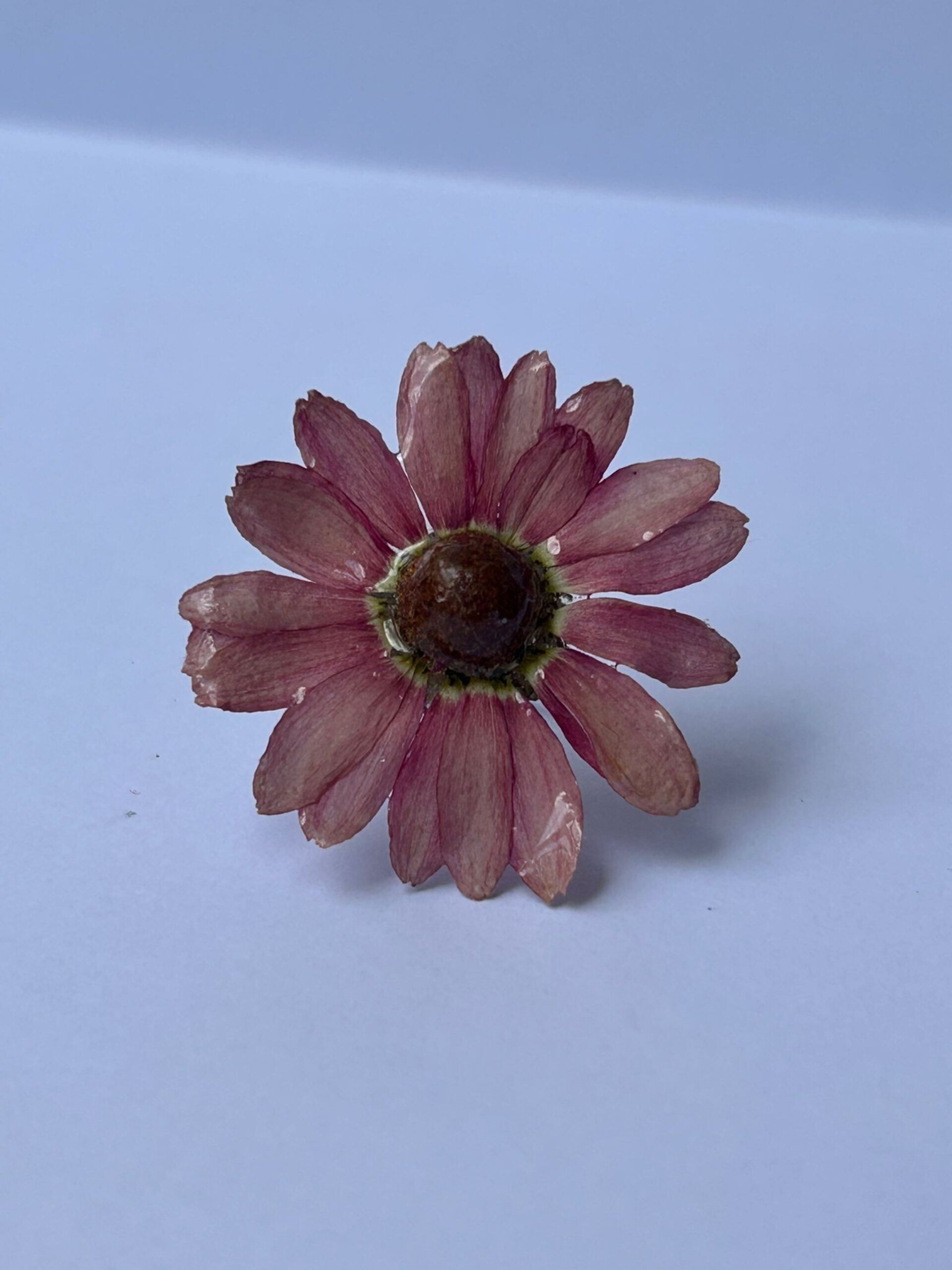Anillos Florales ✨ - 13