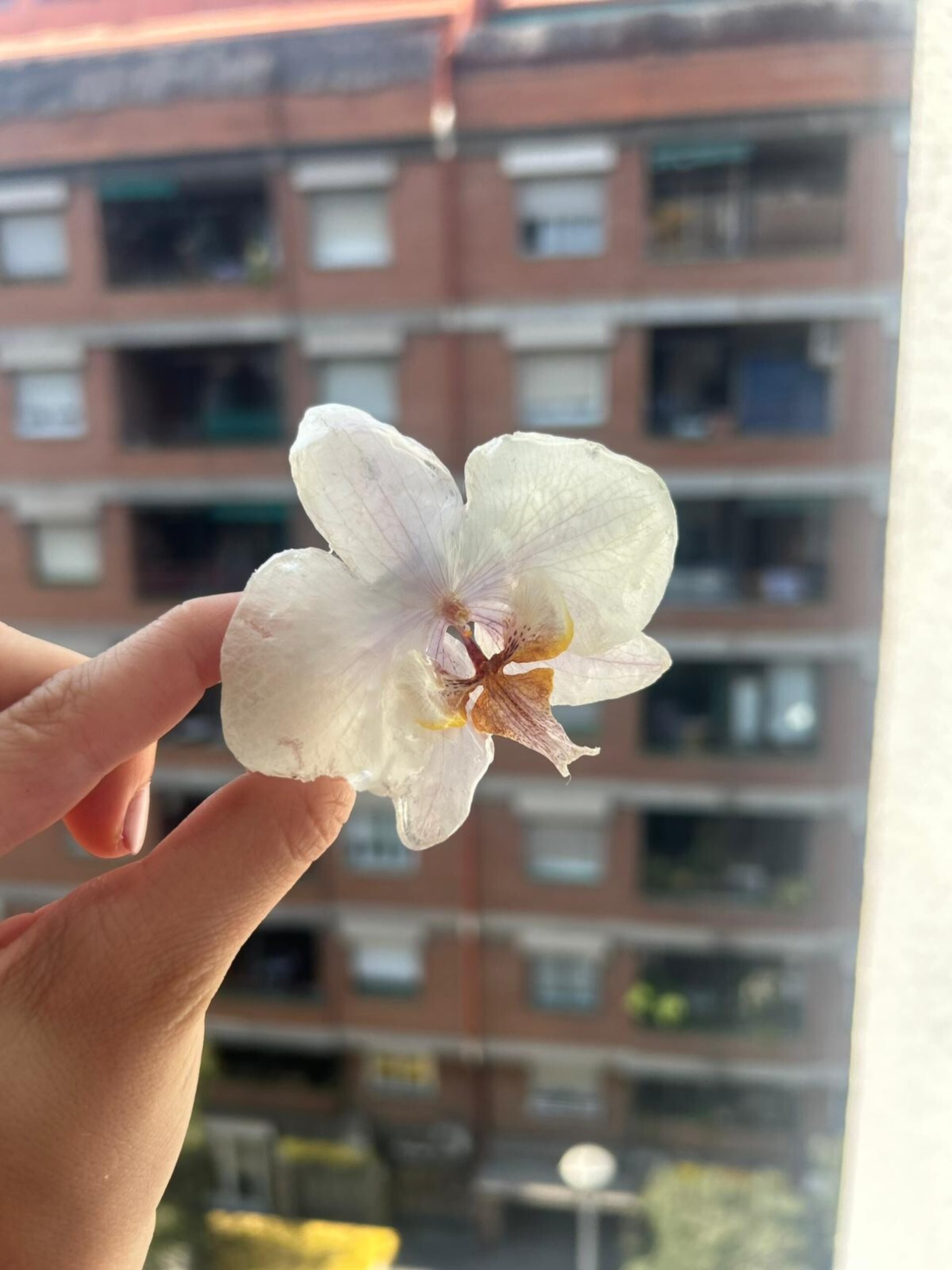 Hebilla Cabello Orquidea Blanca  🌿🤍 - 4