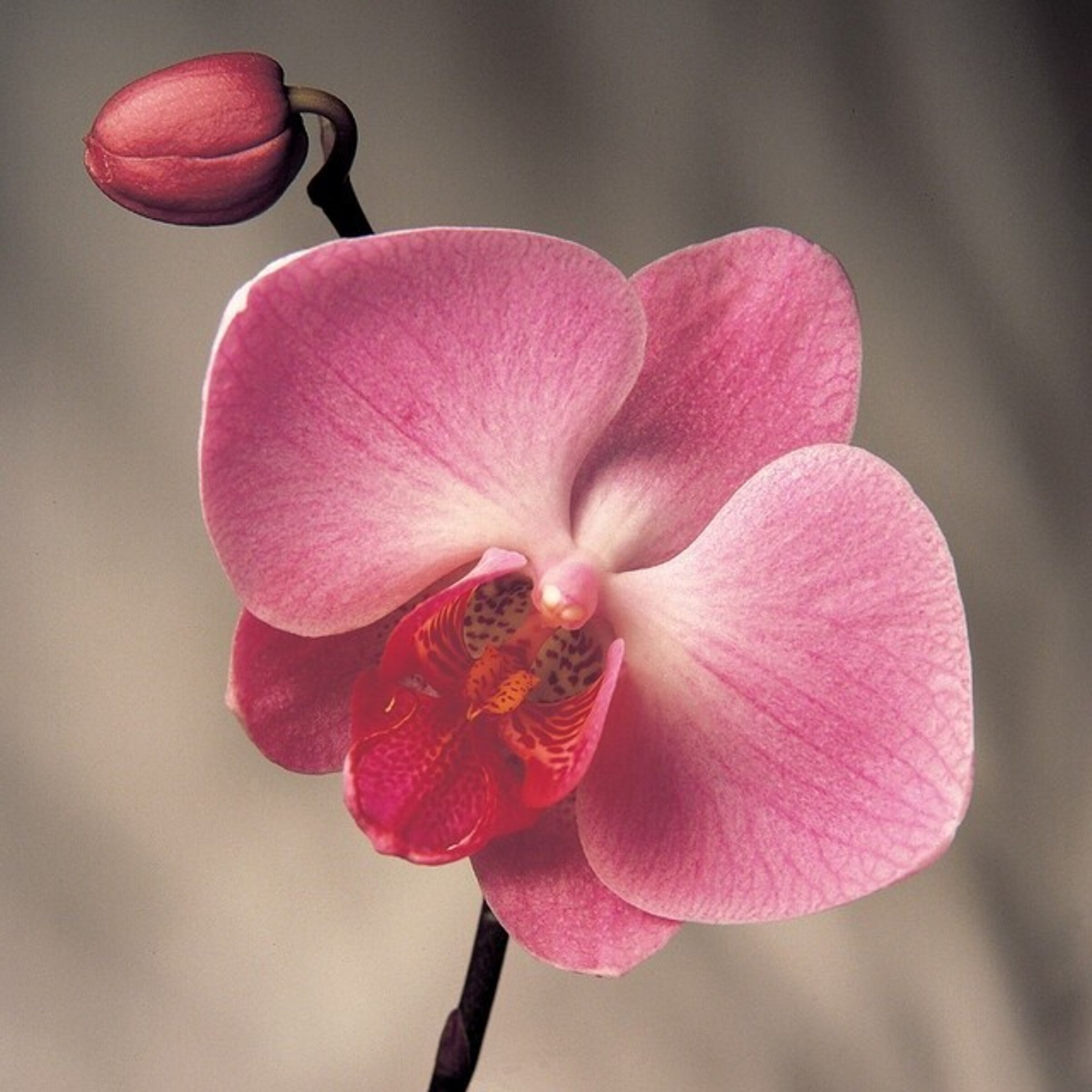 ✨ JOYAS ORQUIDEAS ✨